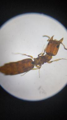 成人应该如何打虫子视频,成人打虫子操作步骤详解视频-第1张图片-抖抈免费版app 成人应该如何打虫子视频,成人打虫子操作步骤详解视频-第1张图片-抖抈免费版app