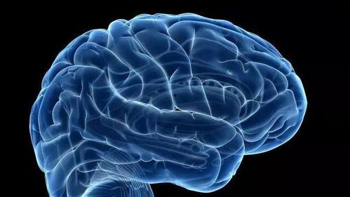 成人训练大脑的动作视频,探索成人训练大脑的神奇之旅-第2张图片-抖抈免费版app