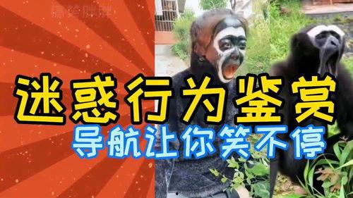 节奏变成人类搞笑视频,笑点频发的搞笑视频盛宴-第3张图片-抖抈免费版app 节奏变成人类搞笑视频,笑点频发的搞笑视频盛宴-第3张图片-抖抈免费版app