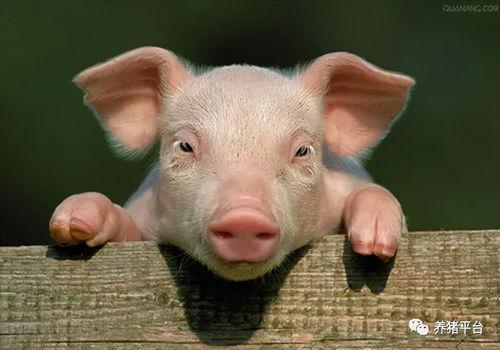 猪爸爸变成人跳舞视频,萌趣视频引网友热议-第2张图片-抖抈免费版app