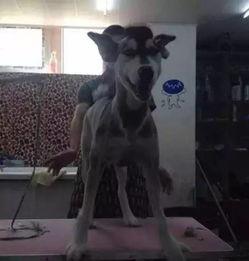 驴变成人的视频,驴儿奇遇记，变身人形之谜揭晓-第2张图片-抖抈免费版app