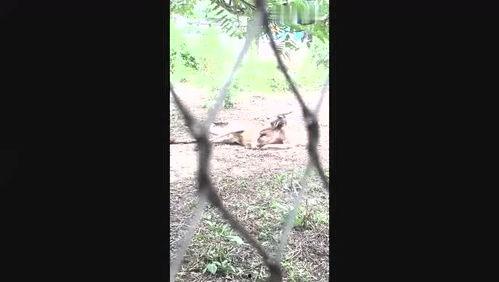 驴变成人的视频,驴儿奇遇记，变身人形之谜揭晓-第3张图片-抖抈免费版app