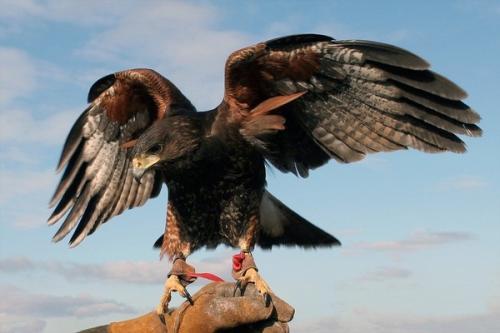 老鹰可以叼走成人吗视频-第1张图片-抖抈免费版app