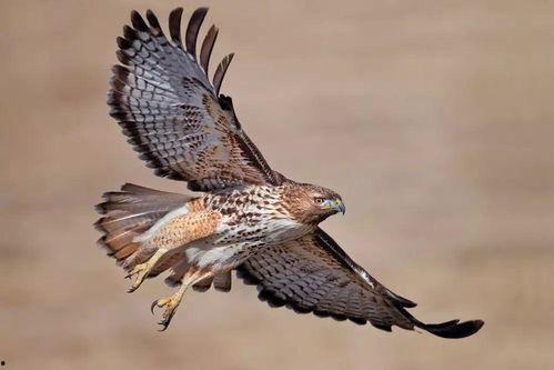 老鹰可以叼走成人吗视频-第2张图片-抖抈免费版app