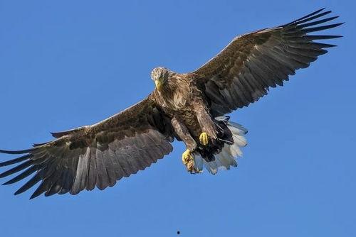老鹰可以叼走成人吗视频-第3张图片-抖抈免费版app