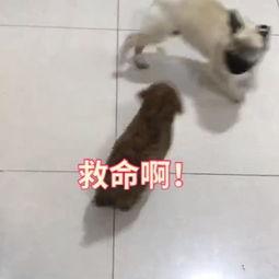 成人追狗的视频,成人视角下的欢乐追逐记-第2张图片-抖抈免费版app